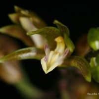Chrysoglossum ornatum Blume